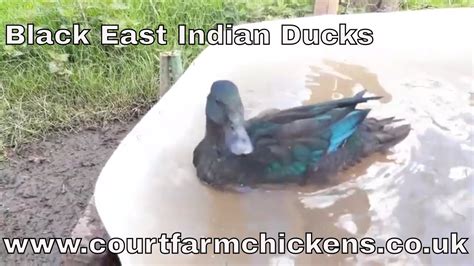 indian duck video